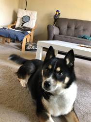Lost Female Dog last seen Near W Main St, West Dundee, IL , West Dundee, IL 60118