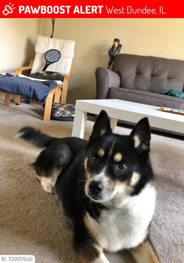 Lost Female Dog last seen Near W Main St, West Dundee, IL , West Dundee, IL 60118