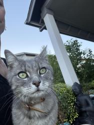 Found/Stray Unknown Cat last seen Daly ests, Bend, OR 97702