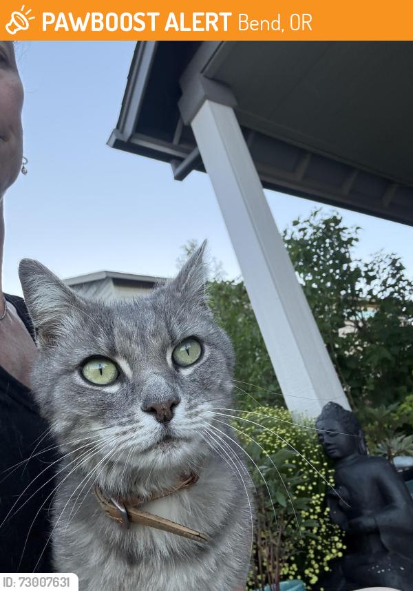Found/Stray Unknown Cat last seen Daly ests, Bend, OR 97702