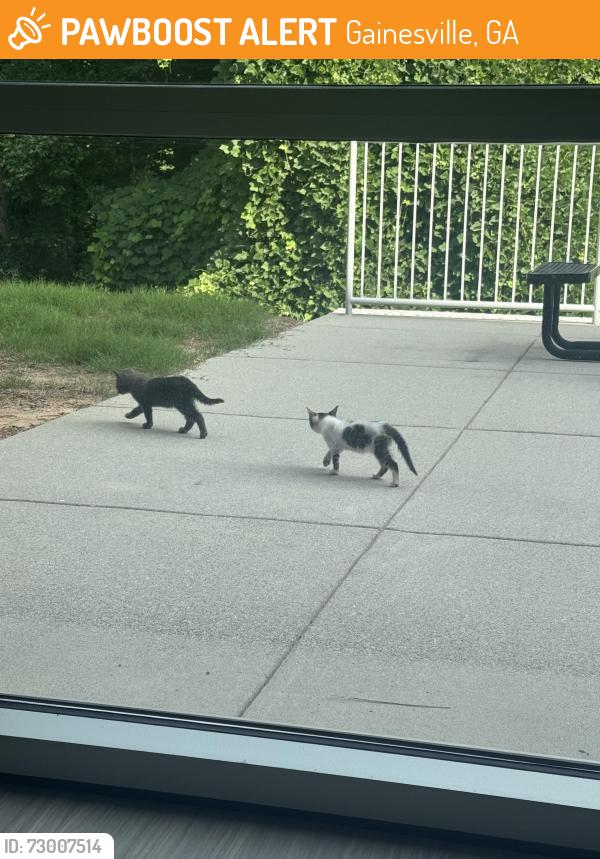 Found/Stray Unknown Cat last seen by medical plaza, vmu building for NGHS, they tend to hide around towards the back of building, exact address: 1405 Jesse Jewell Pkwy NE Gainesville, GA  30501 United States, Gainesville, GA 30501