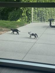 Found/Stray Unknown Cat last seen by medical plaza, vmu building for NGHS, they tend to hide around towards the back of building, exact address: 1405 Jesse Jewell Pkwy NE Gainesville, GA  30501 United States, Gainesville, GA 30501