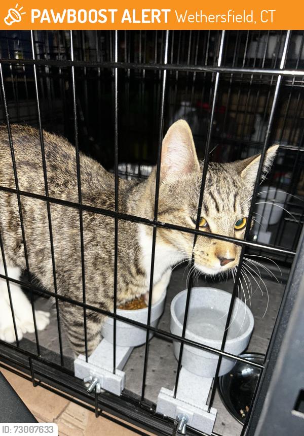 Found/Stray Male Cat last seen Jordan Lane railroad crossing Old Wethersfield, Wethersfield, CT 06109