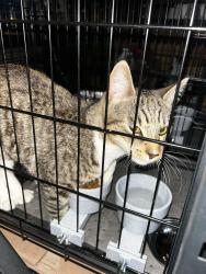 Found/Stray Male Cat last seen Jordan Lane railroad crossing Old Wethersfield, Wethersfield, CT 06109