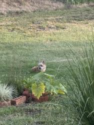 Found/Stray Unknown Dog last seen Devore and Council, Oklahoma City, OK 73162