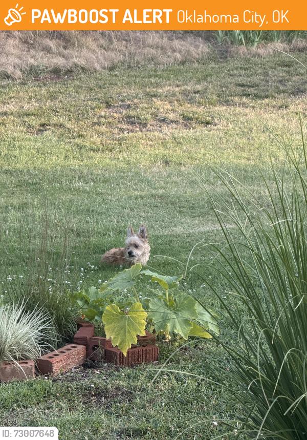 Found/Stray Unknown Dog last seen Devore and Council, Oklahoma City, OK 73162