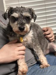 Lost Male Dog last seen Conway, Conway, AR 72032