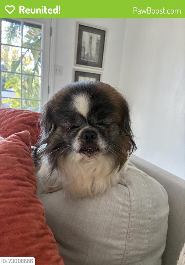 Reunited Male Dog last seen Near Beverly Blvd, Whittier, CA 90601, USA, Whittier, CA 90601