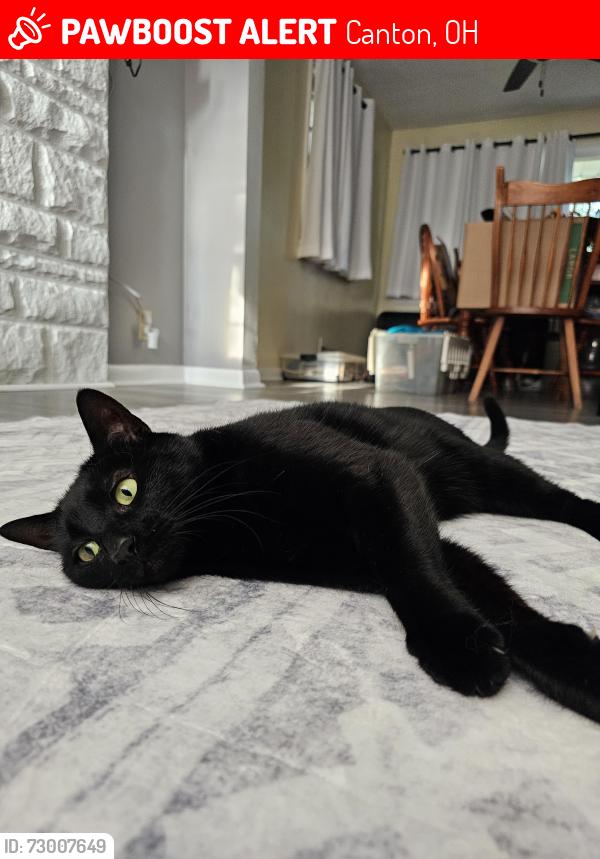 Lost Female Cat last seen Near valley view sw, Canton, OH 44710