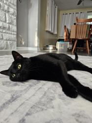 Lost Female Cat last seen Near valley view sw, Canton, OH 44710
