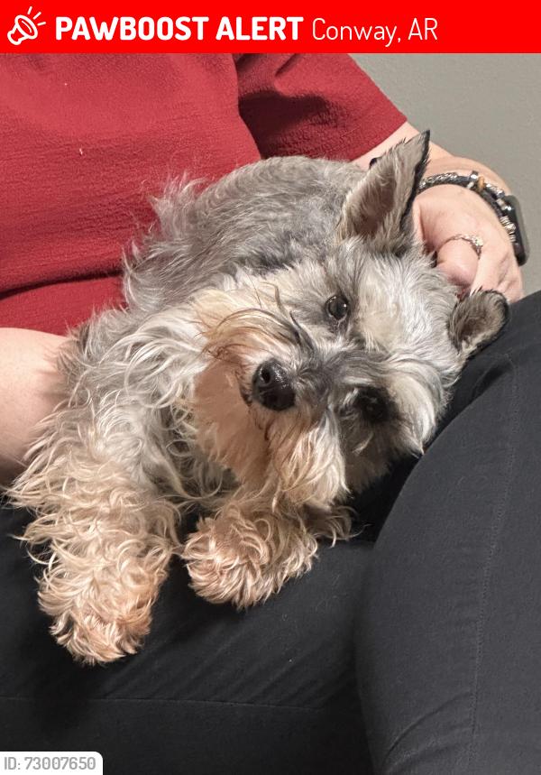 Lost Female Dog last seen Stone Mountain Rd, Conway, AR 72032