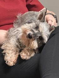 Lost Female Dog last seen Stone Mountain Rd, Conway, AR 72032