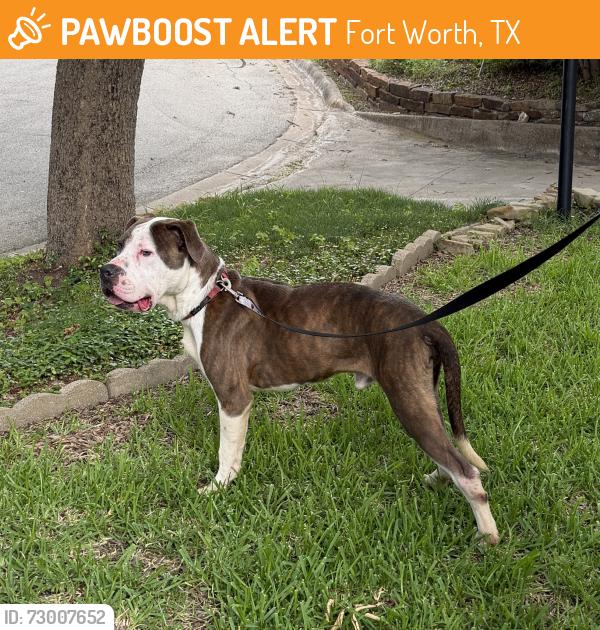Found/Stray Male Dog last seen Brentwood Stair/Charlott, Fort Worth, TX 76112