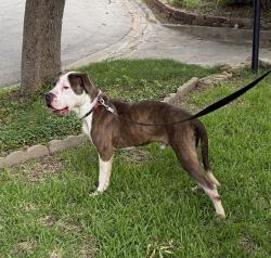 Found/Stray Male Dog last seen Brentwood Stair/Charlott, Fort Worth, TX 76112
