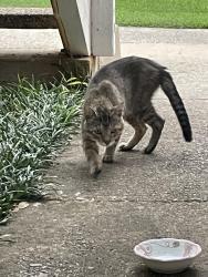 Found/Stray Unknown Cat last seen Next to my apmt stairs, Richardson, TX 75082