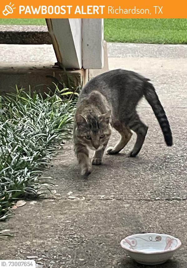 Found/Stray Unknown Cat last seen Next to my apmt stairs, Richardson, TX 75082