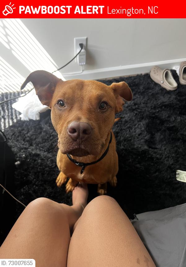 Lost Male Dog last seen N/a, Lexington, NC 27295