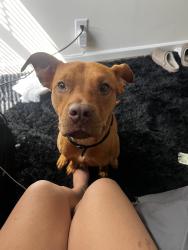 Lost Male Dog last seen N/a, Lexington, NC 27295