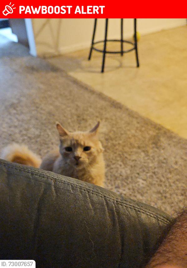 Lost Male Cat last seen Coenson and Clay, Huntington Beach, CA 92648