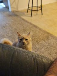 Lost Male Cat last seen Coenson and Clay, Huntington Beach, CA 92648