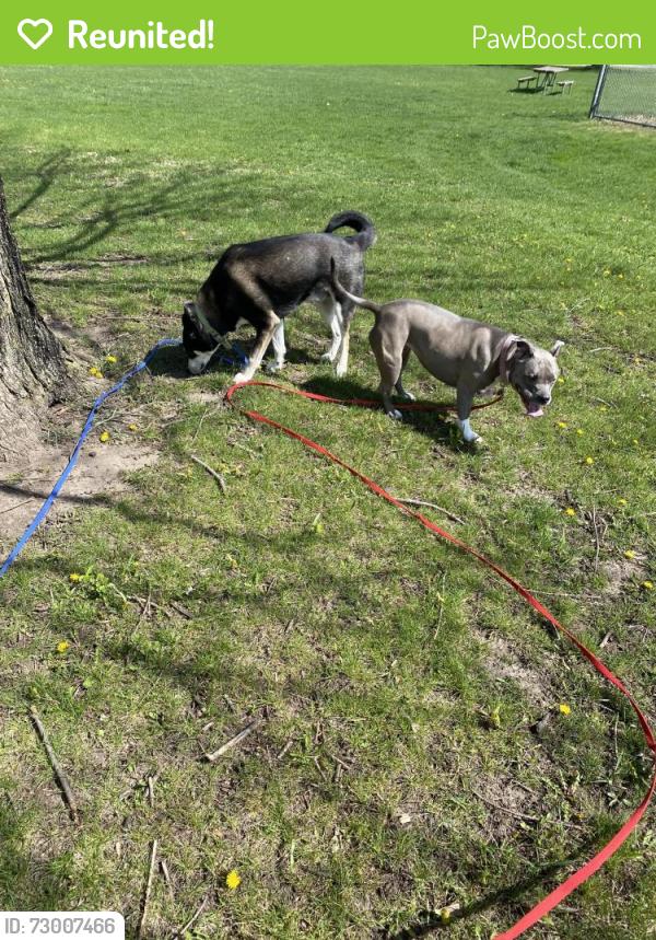Reunited Female Dog last seen Halsted and n main, Rockford, IL 61103
