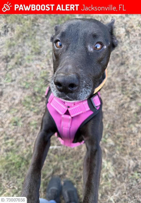 Lost Male Dog last seen Home Depot , Jacksonville, FL 32218