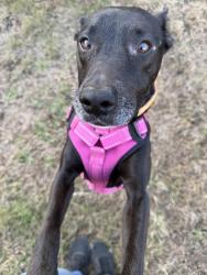 Lost Male Dog last seen Home Depot , Jacksonville, FL 32218