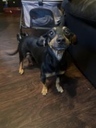 Found/Stray Female Dog last seen Eastern / Muller Bell Gardens , Bell Gardens, CA 90201
