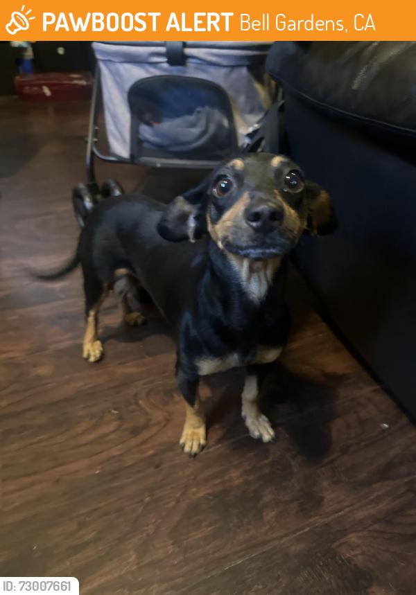 Found/Stray Female Dog last seen Eastern / Muller Bell Gardens , Bell Gardens, CA 90201