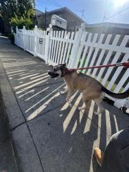 Reunited Male Dog last seen Nottingham Ave Redwood City , Redwood City, CA 94063