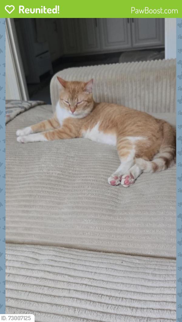 Reunited Male Cat last seen Marion , Jefferson St , Joliet, IL 60436