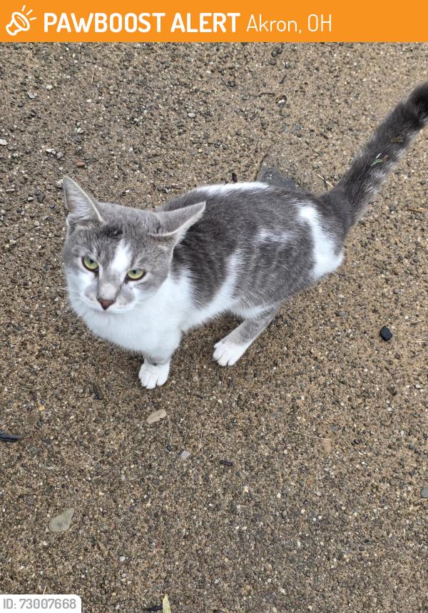Found/Stray Male Cat last seen Johnston and Gridley, Akron, OH 44306