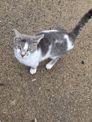 Found/Stray Male Cat last seen Johnston and Gridley, Akron, OH 44306