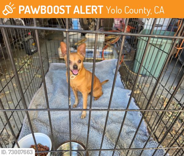 Found/Stray Unknown Dog last seen Hwy 84, Yolo County, CA 95612