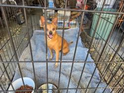 Found/Stray Unknown Dog last seen Hwy 84, Yolo County, CA 95612
