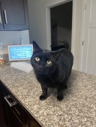 Lost Male Cat last seen Near Chatham Court West Jackson NJ 08527, Jackson Township, NJ 08527