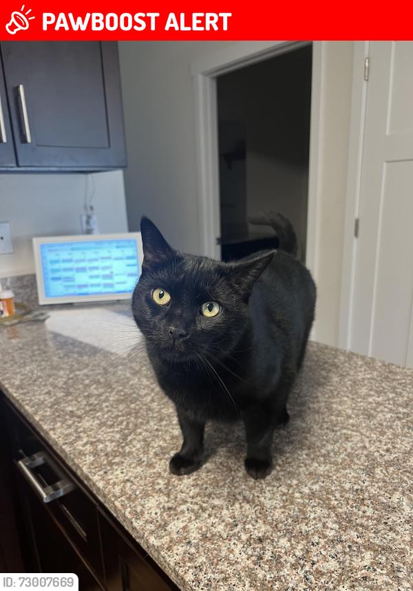 Lost Male Cat last seen Near Chatham Court West Jackson NJ 08527, Jackson Township, NJ 08527
