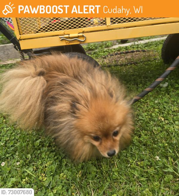 Found/Stray Unknown Dog last seen K ranch, Cudahy, WI 53110