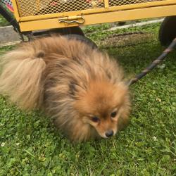 Found/Stray Unknown Dog last seen K ranch, Cudahy, WI 53110