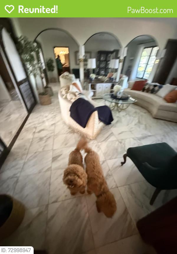 Reunited Unknown Dog last seen Federal and N.E. 45th street, Fort Lauderdale, FL 33308
