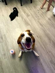 Lost Male Dog last seen 37th street and Broadway, Louisville, KY 40211