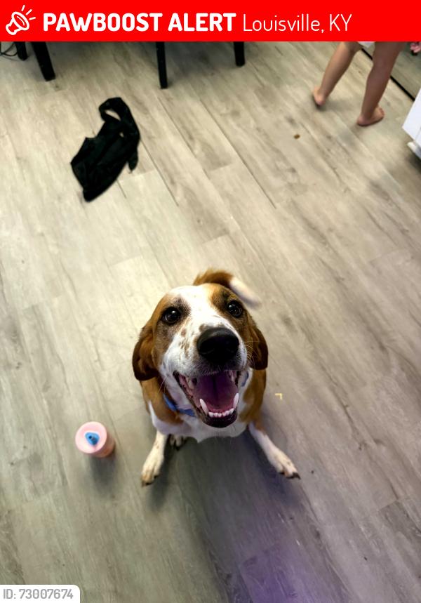 Lost Male Dog last seen 37th street and Broadway, Louisville, KY 40211