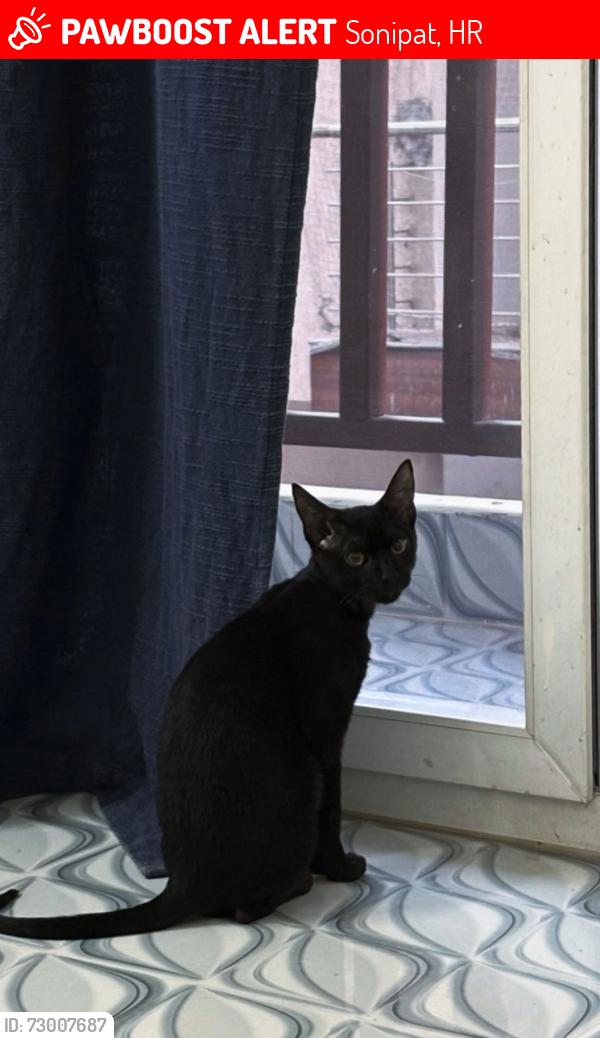 Lost Male Cat last seen max heights dream hse on Kingsbury road, Sonipat, HR 131023