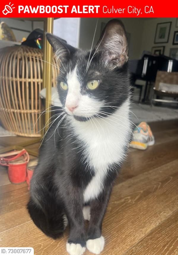 Lost Male Cat last seen Centinela and Allin Street, Culver City, CA 90230