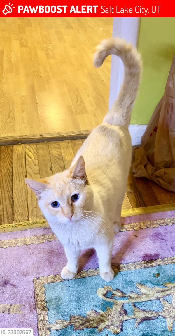 Lost Male Cat last seen Browning avenue and Roberta St , Salt Lake City, UT 84115