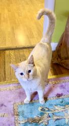 Lost Male Cat last seen Browning avenue and Roberta St , Salt Lake City, UT 84115