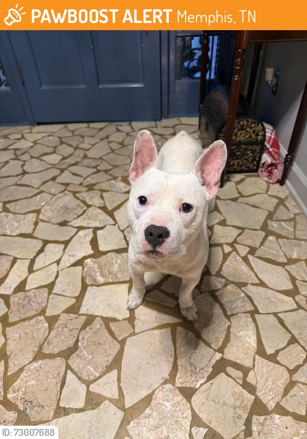 Found/Stray Male Dog last seen St Mary School, Memphis, TN 38117