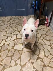 Found/Stray Male Dog last seen St Mary School, Memphis, TN 38117