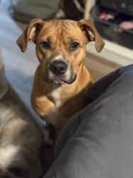 Lost Female Dog last seen Fulton industrial near the BP gas station, Atlanta, GA 30331