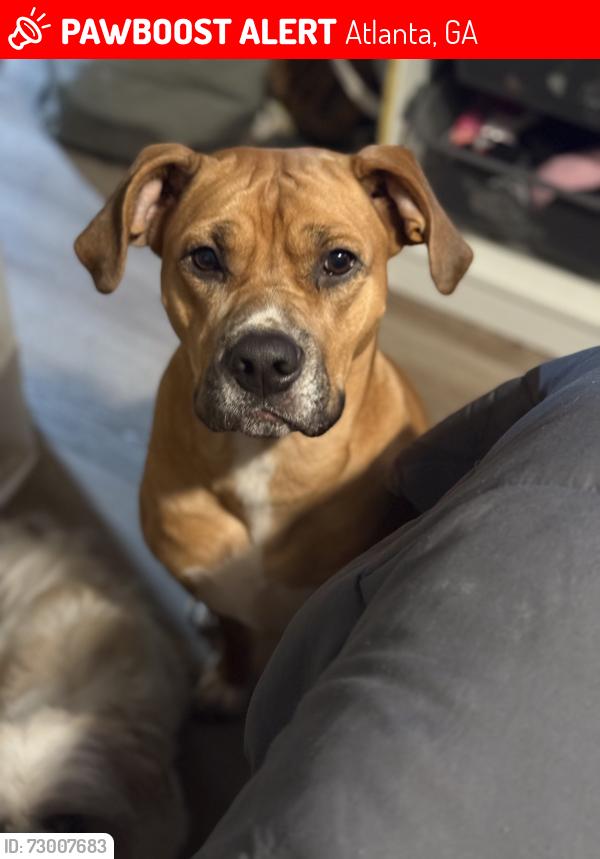 Lost Female Dog last seen Fulton industrial near the BP gas station, Atlanta, GA 30331